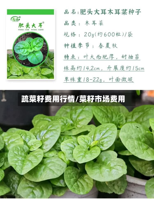 疏菜籽费用行情/菜籽市场费用-第1张图片