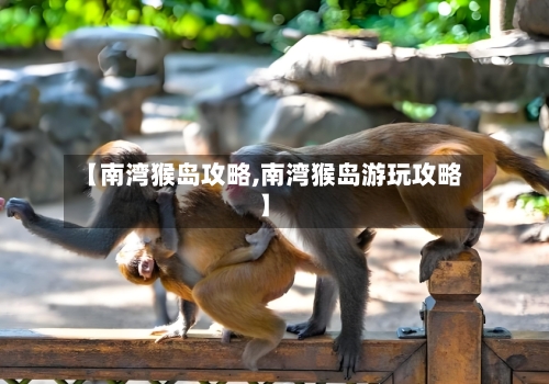 【南湾猴岛攻略,南湾猴岛游玩攻略】-第1张图片