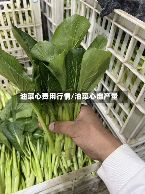 油菜心费用行情/油菜心亩产量