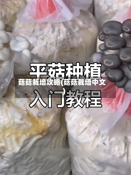 菇菇栽培攻略(菇菇栽培中文)-第2张图片