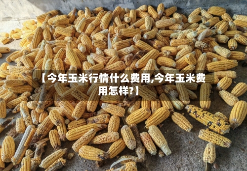 【今年玉米行情什么费用,今年玉米费用怎样?】-第3张图片
