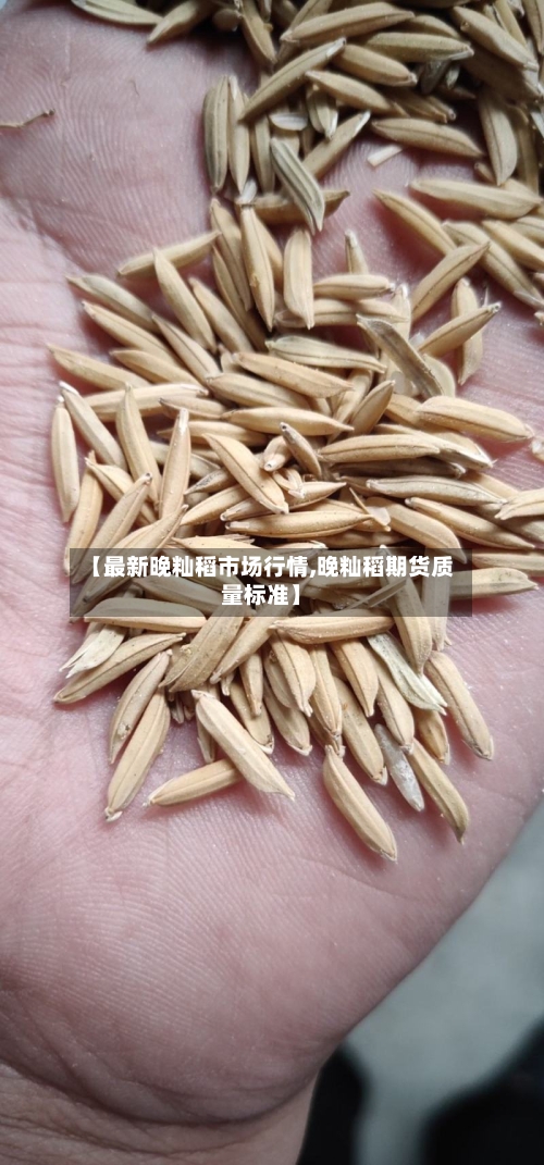 【最新晚籼稻市场行情,晚籼稻期货质量标准】-第2张图片