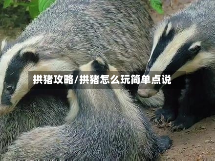 拱猪攻略/拱猪怎么玩简单点说-第2张图片