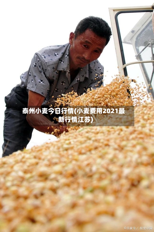 泰州小麦今日行情(小麦费用2021最新行情江苏)