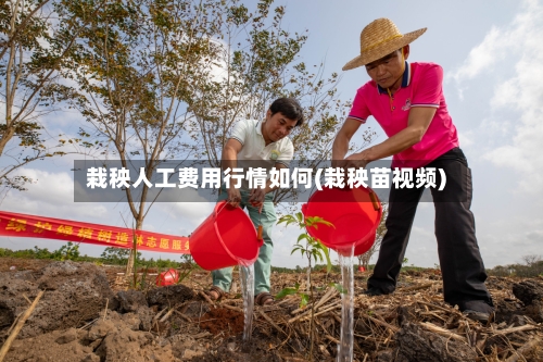 栽秧人工费用行情如何(栽秧苗视频)-第2张图片