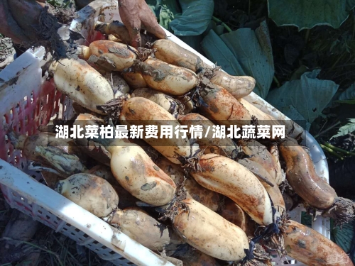 湖北菜柏最新费用行情/湖北蔬菜网-第3张图片