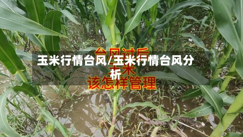 玉米行情台风/玉米行情台风分析