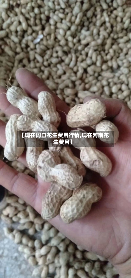 【现在周口花生费用行情,现在河南花生费用】