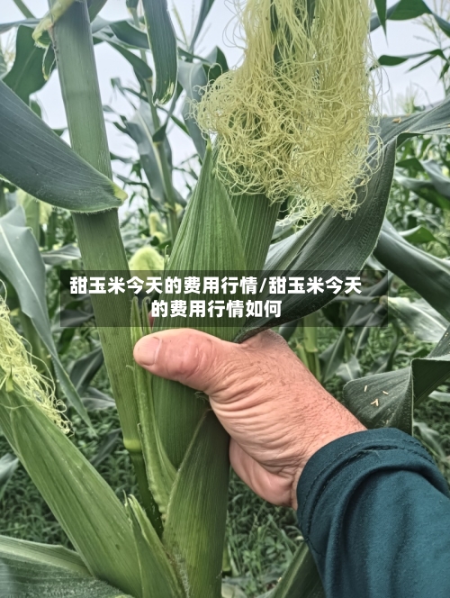 甜玉米今天的费用行情/甜玉米今天的费用行情如何