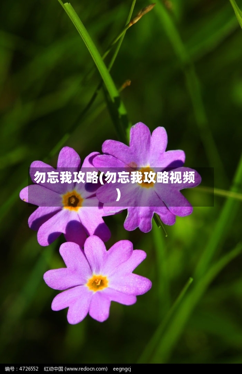 勿忘我攻略(勿忘我攻略视频)