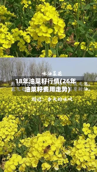 18年油菜籽行情(26年油菜籽费用走势)