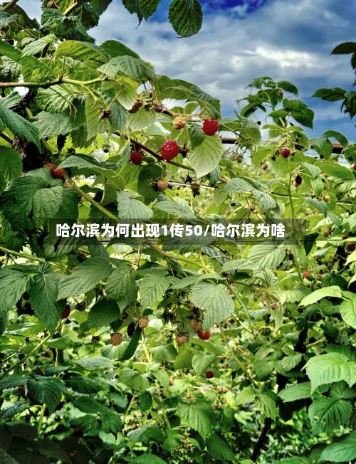 哈尔滨为何出现1传50/哈尔滨为啥
