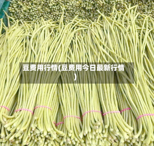 豆费用行情(豆费用今日最新行情)