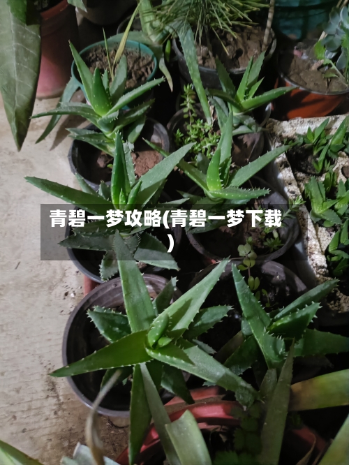 青碧一梦攻略(青碧一梦下载)