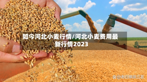 如今河北小麦行情/河北小麦费用最新行情2023