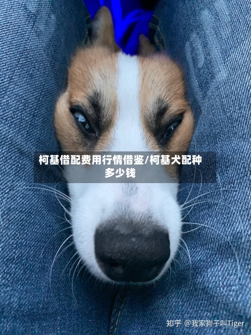 柯基借配费用行情借鉴/柯基犬配种多少钱-第1张图片
