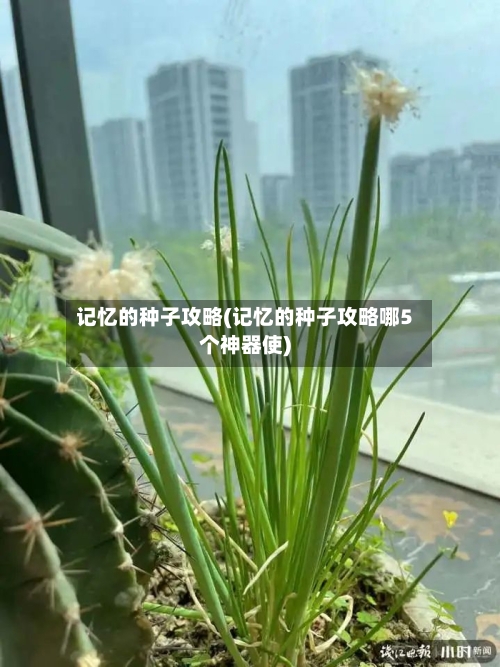 记忆的种子攻略(记忆的种子攻略哪5个神器使)-第1张图片