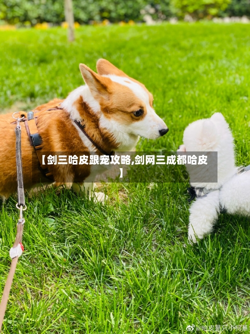 【剑三哈皮跟宠攻略,剑网三成都哈皮】