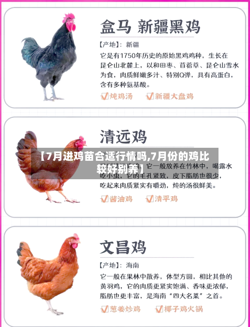 【7月进鸡苗合适行情吗,7月份的鸡比较好别养】