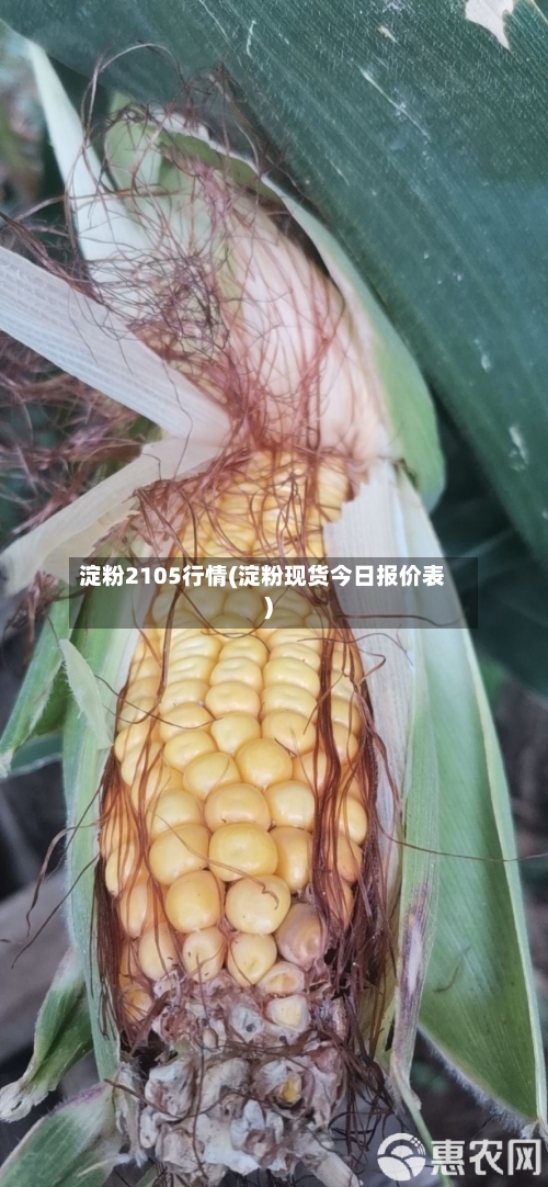 淀粉2105行情(淀粉现货今日报价表)-第2张图片