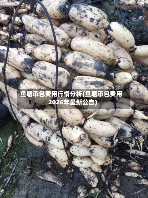 鱼塘承包费用行情分析(鱼塘承包费用2026年最新公告)