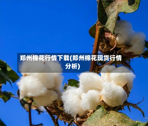 郑州棉花行情下载(郑州棉花现货行情分析)-第1张图片