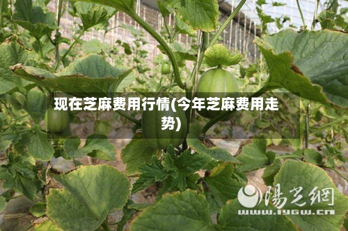 现在芝麻费用行情(今年芝麻费用走势)