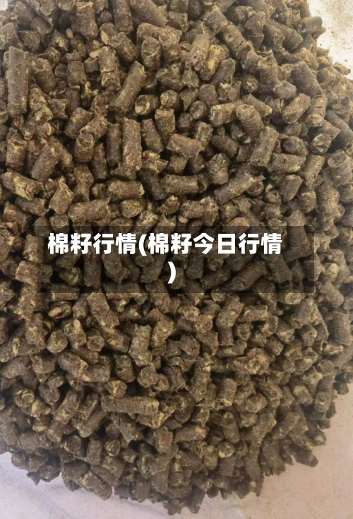 棉籽行情(棉籽今日行情)