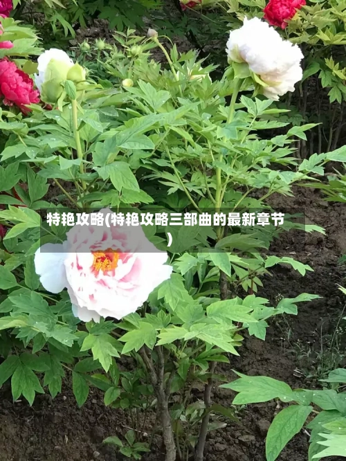 特艳攻略(特艳攻略三部曲的最新章节)