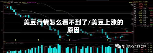 美豆行情怎么看不到了/美豆上涨的原因