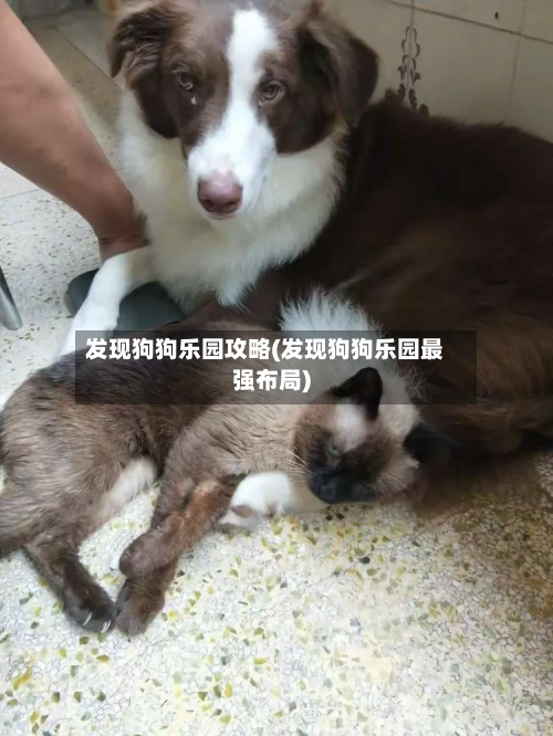发现狗狗乐园攻略(发现狗狗乐园最强布局)
