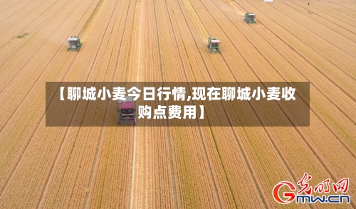 【聊城小麦今日行情,现在聊城小麦收购点费用】-第2张图片