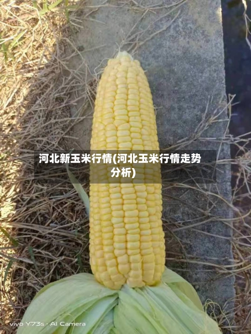 河北新玉米行情(河北玉米行情走势分析)