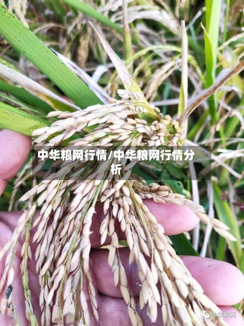 中华粮网行情/中华粮网行情分析