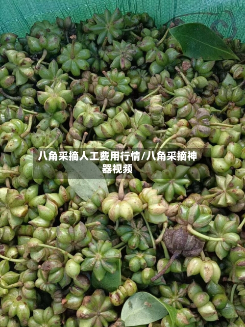 八角采摘人工费用行情/八角采摘神器视频-第2张图片