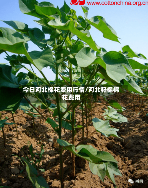 今日河北棉花费用行情/河北籽棉棉花费用