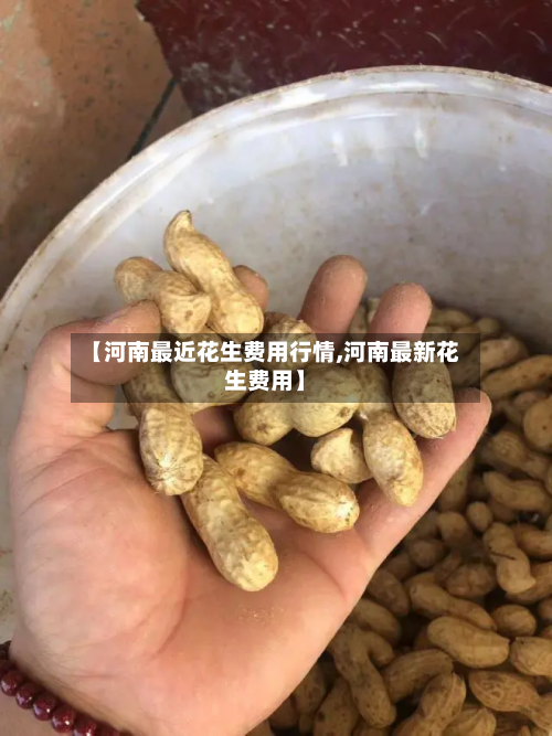 【河南最近花生费用行情,河南最新花生费用】