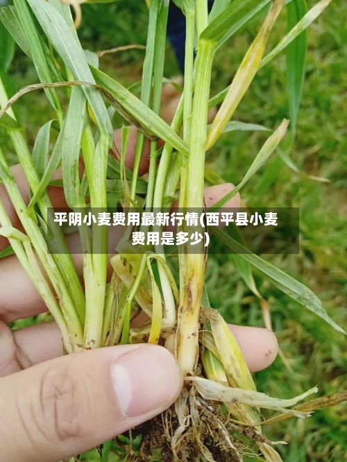 平阴小麦费用最新行情(西平县小麦费用是多少)