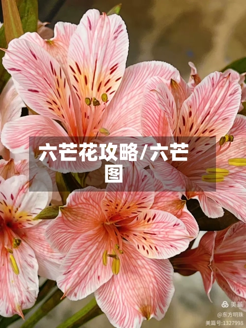 六芒花攻略/六芒图-第1张图片