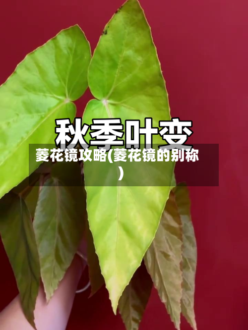 菱花镜攻略(菱花镜的别称)-第3张图片