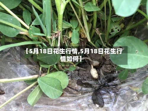【5月18日花生行情,5月18日花生行情如何】