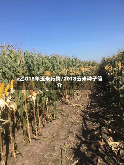 z乙018年玉米行情/2018玉米种子简介-第3张图片
