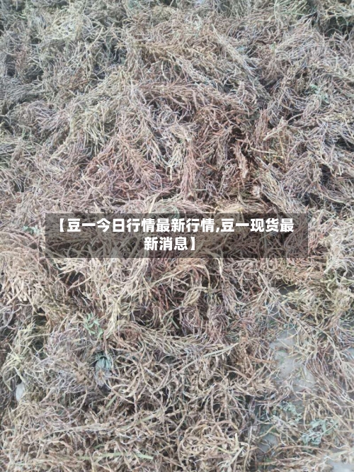 【豆一今日行情最新行情,豆一现货最新消息】