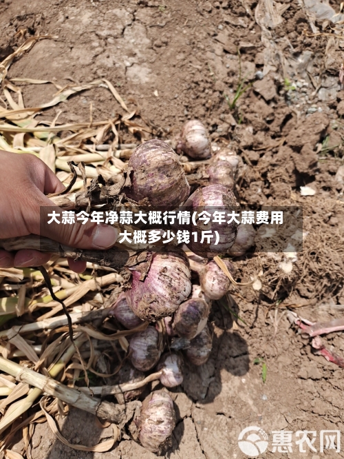 大蒜今年净蒜大概行情(今年大蒜费用大概多少钱1斤)