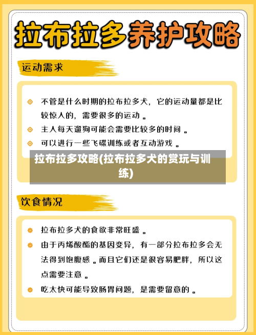 拉布拉多攻略(拉布拉多犬的赏玩与训练)-第1张图片