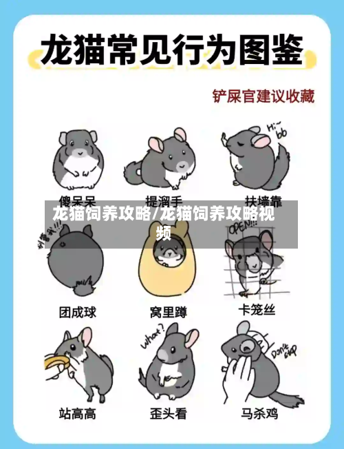 龙猫饲养攻略/龙猫饲养攻略视频-第2张图片