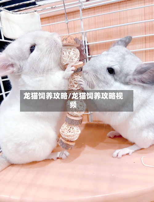 龙猫饲养攻略/龙猫饲养攻略视频
