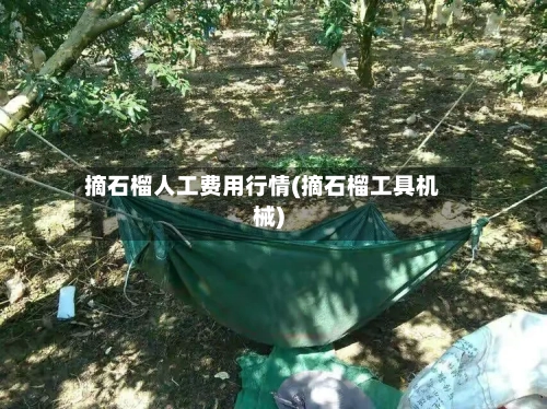 摘石榴人工费用行情(摘石榴工具机械)-第1张图片