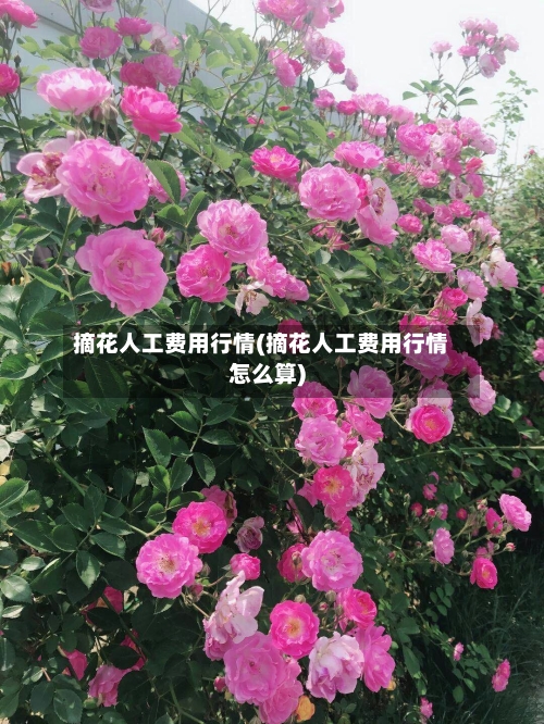 摘花人工费用行情(摘花人工费用行情怎么算)-第1张图片