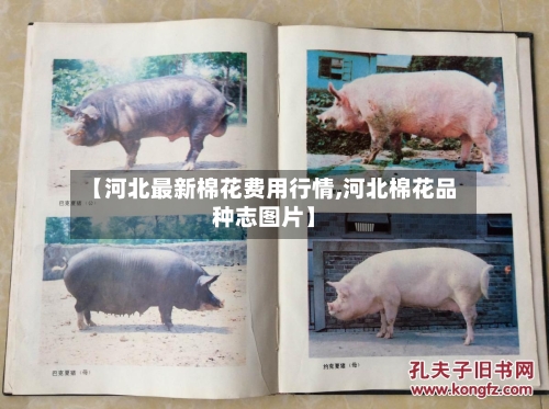 【河北最新棉花费用行情,河北棉花品种志图片】